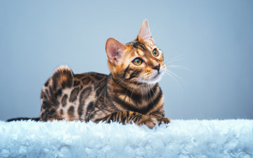 Картинка животные коты бенгальская кошка бенгал взгляд