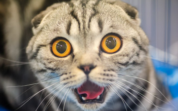 Картинка животные коты морда ужас кошка испуг кот глазища