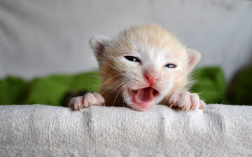 Картинка животные коты мордочка малыш пискля когти котёнок