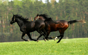 Картинка животные лошади пара двое скачут поле лес зелень лето кони два