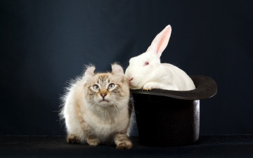 Картинка животные разные+вместе смешные уши эмоции темный фон черная шляпа белый кролик заяц сибирский колор-пойнт кот