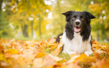 Картинка животные собаки листья собака осень