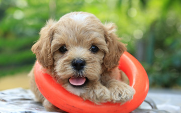 Картинка животные собаки оранжевое зелень боке мордочка милый язык кольцо резиновая игрушка собака щенок