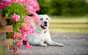Картинка животные собаки портрет цветы собака