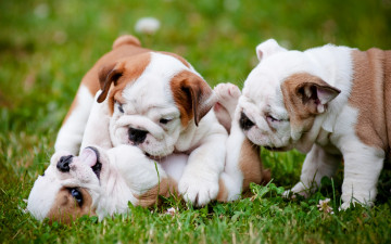 Картинка животные собаки щенки английский бульдог игра троица