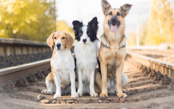 Картинка животные собаки железная дорога троица трио бигль бордер-колли овчарка