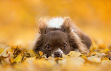 Картинка животные собаки листья взгляд мордочка пёсик собака чихуахуа