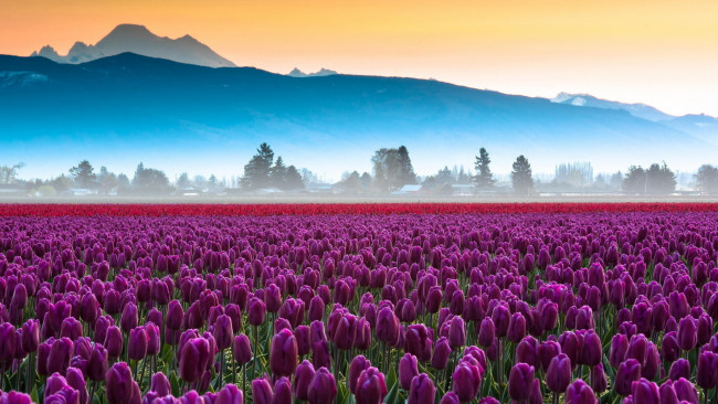 Обои картинки фото цветы, тюльпаны, утро, туман, поле