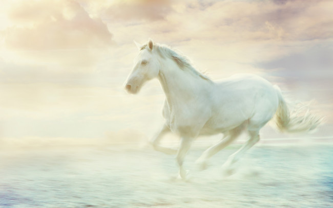 Обои картинки фото разное, компьютерный дизайн, обработка, красота, белый, скачет, туман, дымка, небо, облака, светлый, лошадь, конь