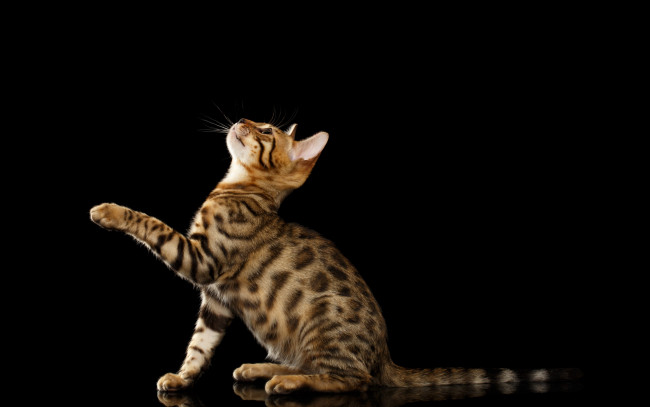 Обои картинки фото животные, коты, чёрный, фон, лапка, бенгальская, кошка