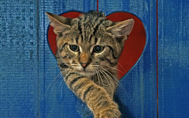 Обои картинки фото животные, коты, забавно, красный, синий, сердце, забор, полосатый, серый, кот