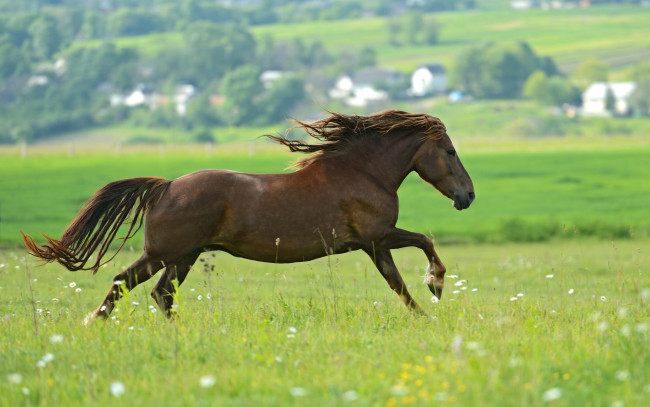 Обои картинки фото животные, лошади, зелень, лето, коричневый, поле, скачет, конь, лошадь