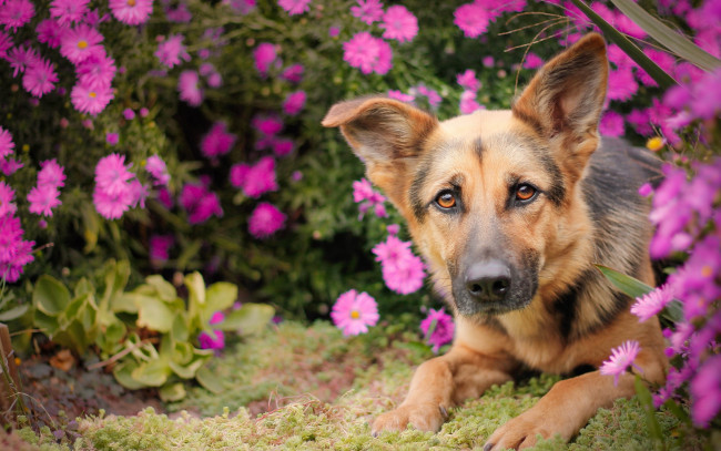 Обои картинки фото животные, собаки, цветы, немецкая, овчарка, собака, морда, взгляд