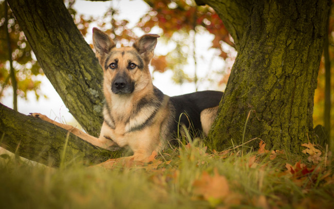 Обои картинки фото животные, собаки, дерево, овчарка, немецкая, листья, собака, взгляд