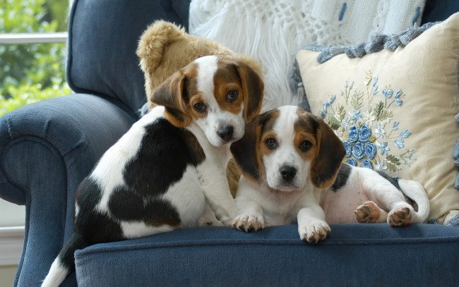 Обои картинки фото животные, собаки, голубой, подушки, кресло, милые, пара, двое, щенки, два