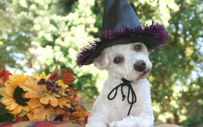 Обои картинки фото животные, собаки, хэллоуин, белая, собачка, собака, листья, осень, черная, шляпа