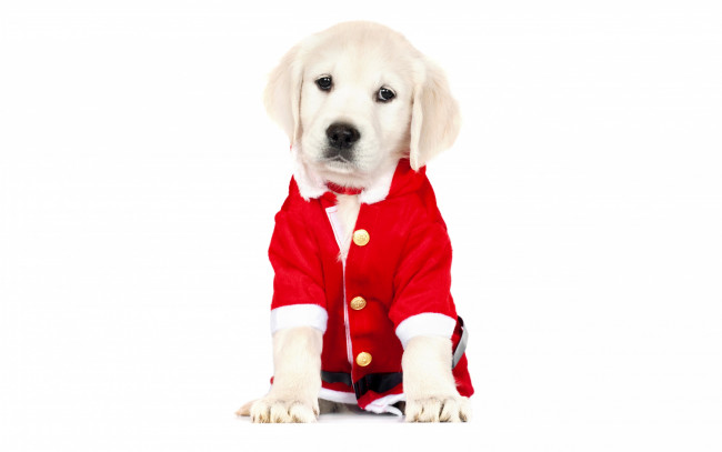 Обои картинки фото животные, собаки, нарядный, белый, фон, рождество, новый, год, красный, костюм, одежда, ретривер, милый, щенок, собака
