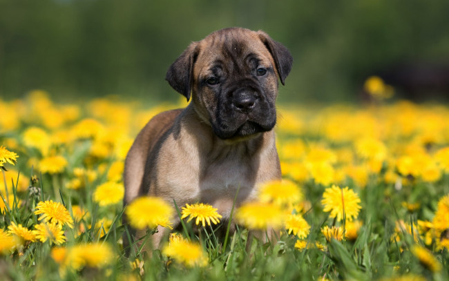 Обои картинки фото животные, собаки, щенок, собака, размытый, фон, лето, поле, цветы, одуванчики