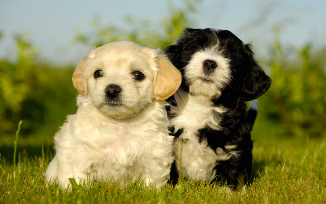 Обои картинки фото животные, собаки, солнечно, милые, двое, пара, два, белый, черно-белый, лето, трава, щенки