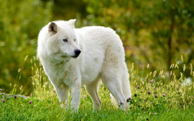 Обои картинки фото животные, волки,  койоты,  шакалы, мелвильский, островной, волк, арктический