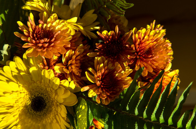 Обои картинки фото цветы, хризантемы, коричневые, букет, осень