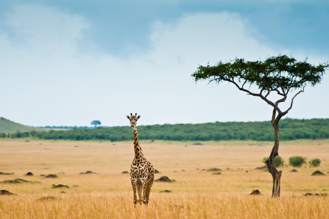 Обои картинки фото животные, жирафы, жираф, саванна, трава, кочки, дерево, роща