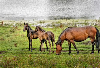 Картинка животные лошади природа пейзаж красота алтай