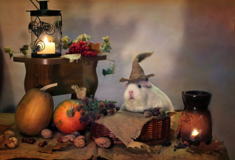 Картинка животные морские+свинки +хомяки свечи юмор хэллоуин тыквы осень октябрь морские свинки композиция
