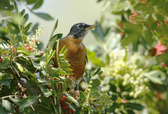 Картинка животные птицы ягоды природа птица дерево