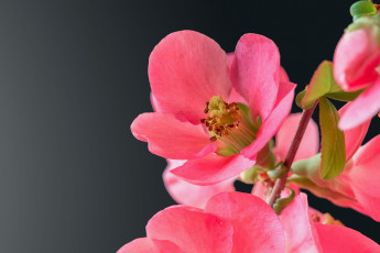 Картинка цветы айва кустарник розовый