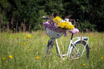 обоя цветы, луговые , полевые,  цветы, луг, лето, велосипед, корзинка