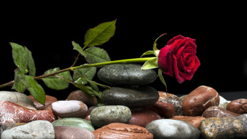 Картинка цветы розы камни бутон капли композиция
