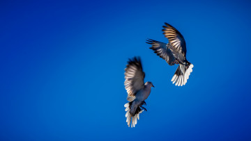 Картинка животные голуби танец небо птицы