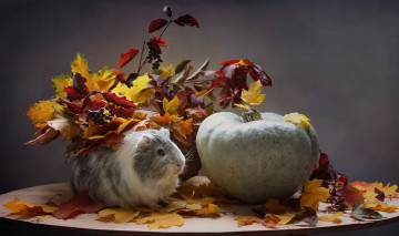 Картинка животные морские+свинки +хомяки тыква осень октябрь морская свинка листья композиция