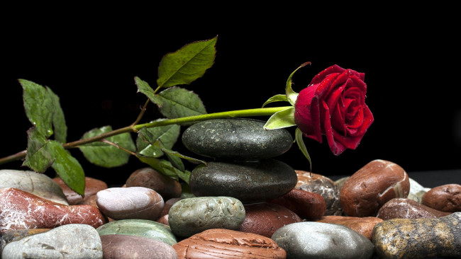 Обои картинки фото цветы, розы, камни, бутон, капли, композиция