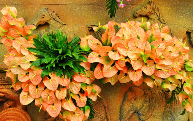 Обои картинки фото цветы, антуриум , цветок фламинго, композиция