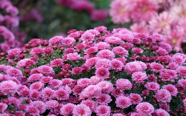 Обои картинки фото цветы, хризантемы, розовый