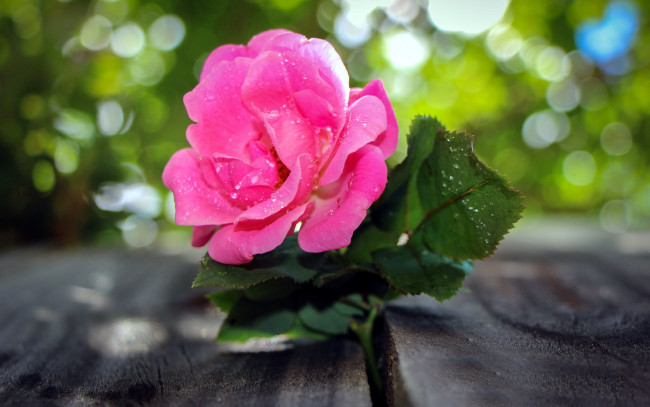 Обои картинки фото цветы, розы, розовый, капли