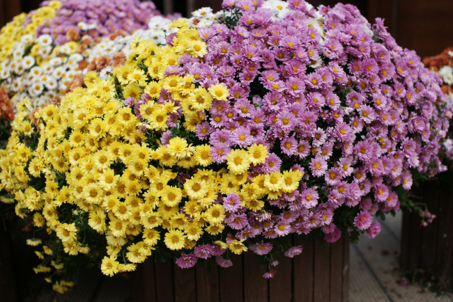 Обои картинки фото цветы, хризантемы, клумба, цветение, осень