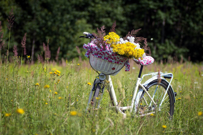 Обои картинки фото цветы, луговые , полевые,  цветы, луг, лето, велосипед, корзинка