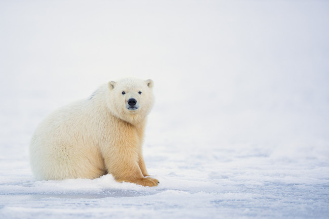Обои картинки фото животные, медведи, белый, мишка, зима, природа, снег