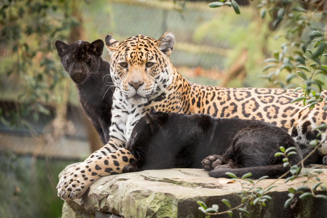 Обои картинки фото животные, Ягуары, кошки, мама, природа, ягуары, малыш