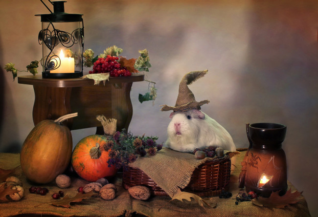 Обои картинки фото животные, морские свинки,  хомяки, свечи, юмор, хэллоуин, тыквы, осень, октябрь, морские, свинки, композиция