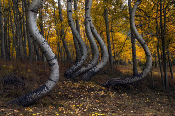 Картинка природа лес осень берёзы роща
