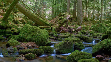 Картинка природа лес мох камни