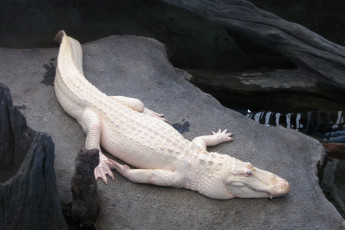 обоя крокодил альбинос, животные, крокодилы, крокодил, альбинос, белый, аномалия, пресмыкающиеся, хищник