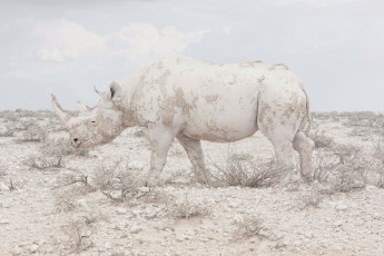 Картинка носорог+альбинос животные носороги носорог альбинос аномалия белый млекопитающие непарнокопытные носороговые