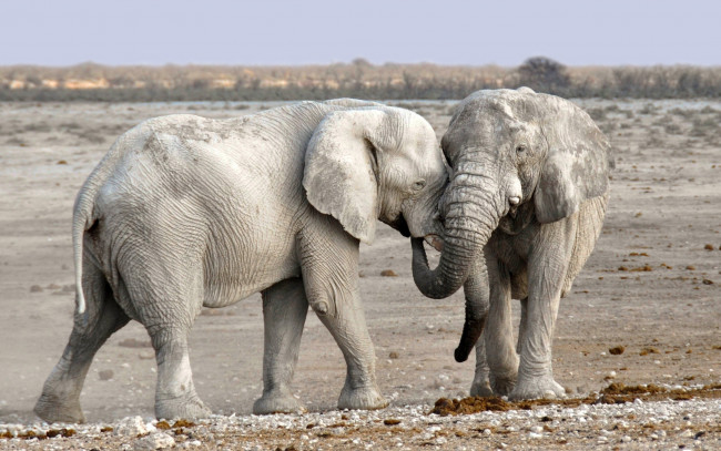 Обои картинки фото слоны альбиносы, животные, слоны, слон, альбинос, слоновые, хоботные, млекопитающие