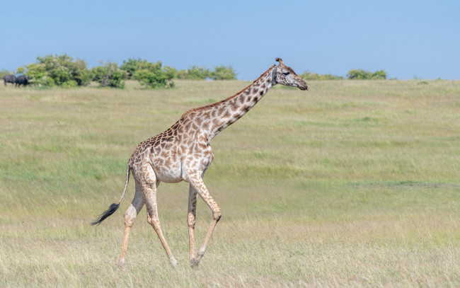 Обои картинки фото животные, жирафы, жираф, савана, млекопитающие, парнокопытные, жирафовые, шея, африка
