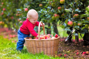Картинка разное дети мальчик корзина яблоки